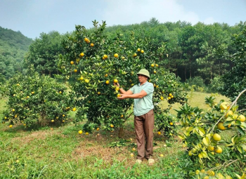 Trồng cây ăn quả trên mộ - Thụ lộc mang về ăn có được không?